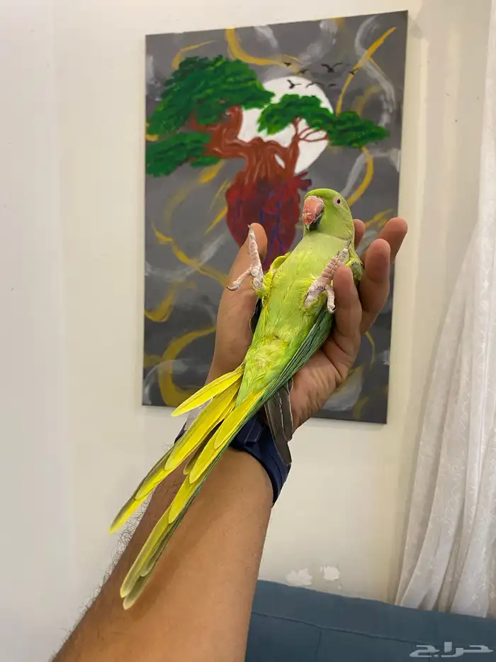 ذكر دره هندي مجنون ولافه ونادر تحصل مثل ولافته 1