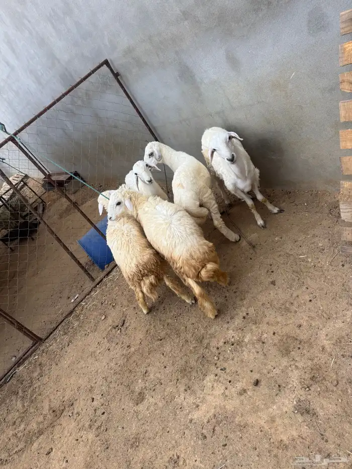 طليان ورخل وثنتين عنقان 1
