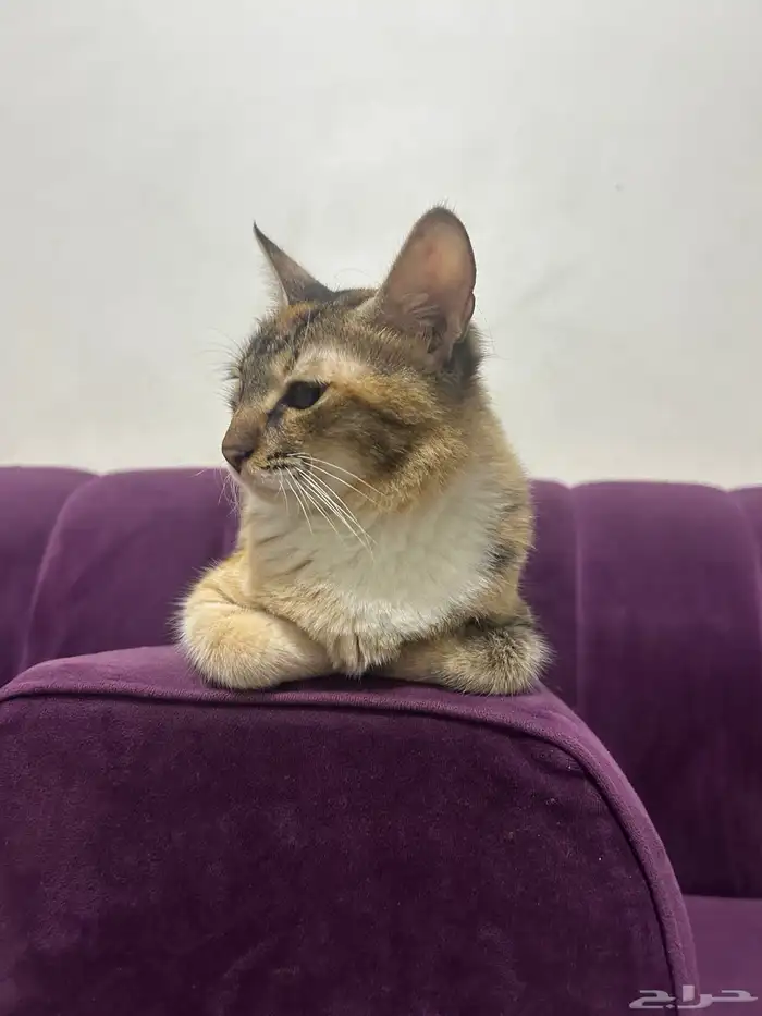 للتبني قطه أنثى العمر تقريبا من 7 أشهر إلى 8 اشهر 4