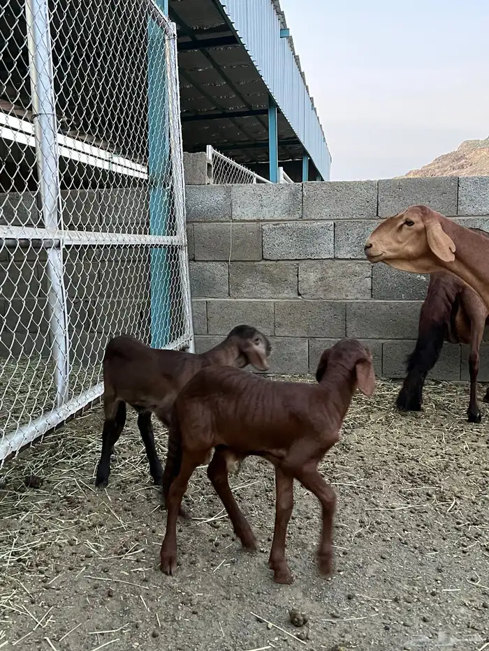 ضان سواكن ولد عدد 2عليها خروف ورخل 3