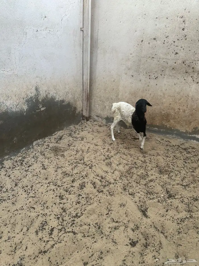 للبيع خرفان بربري دبايح 2