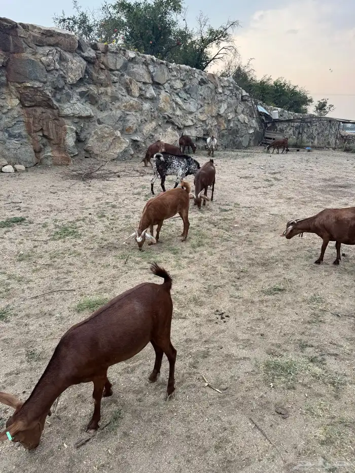 12 معزا دهم دفيع للبيع 3