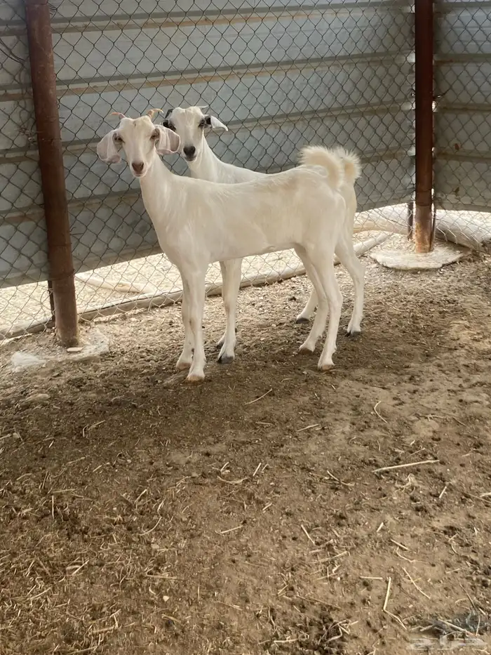 جفير 2