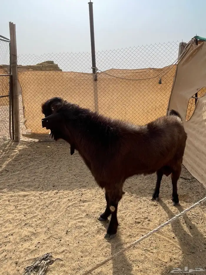 للبيع تيس شامي صنف وجرم طيب 0