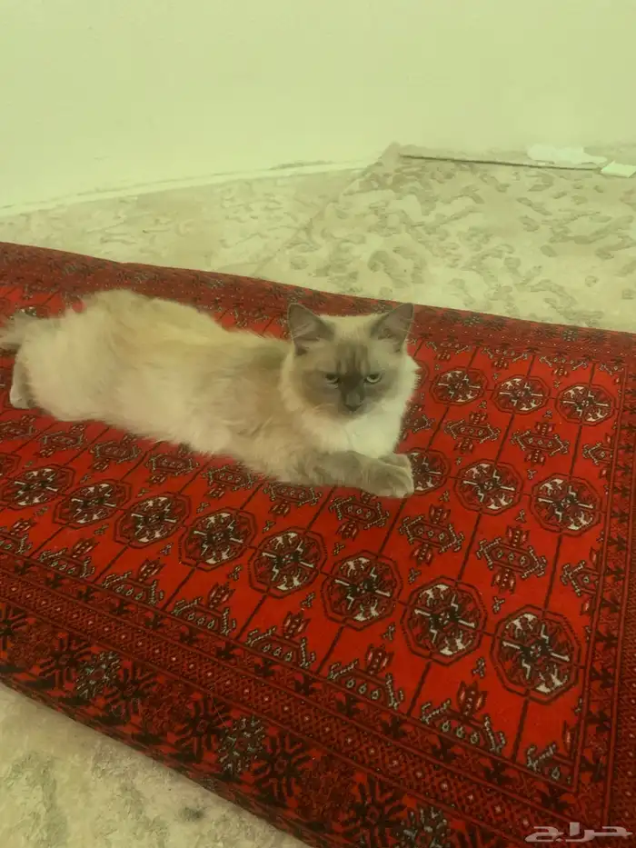 قطط للبيع 4