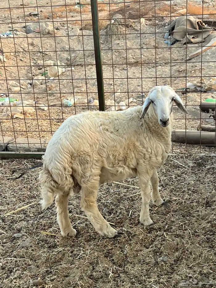 طلى حرى ( تم البيع ) 0