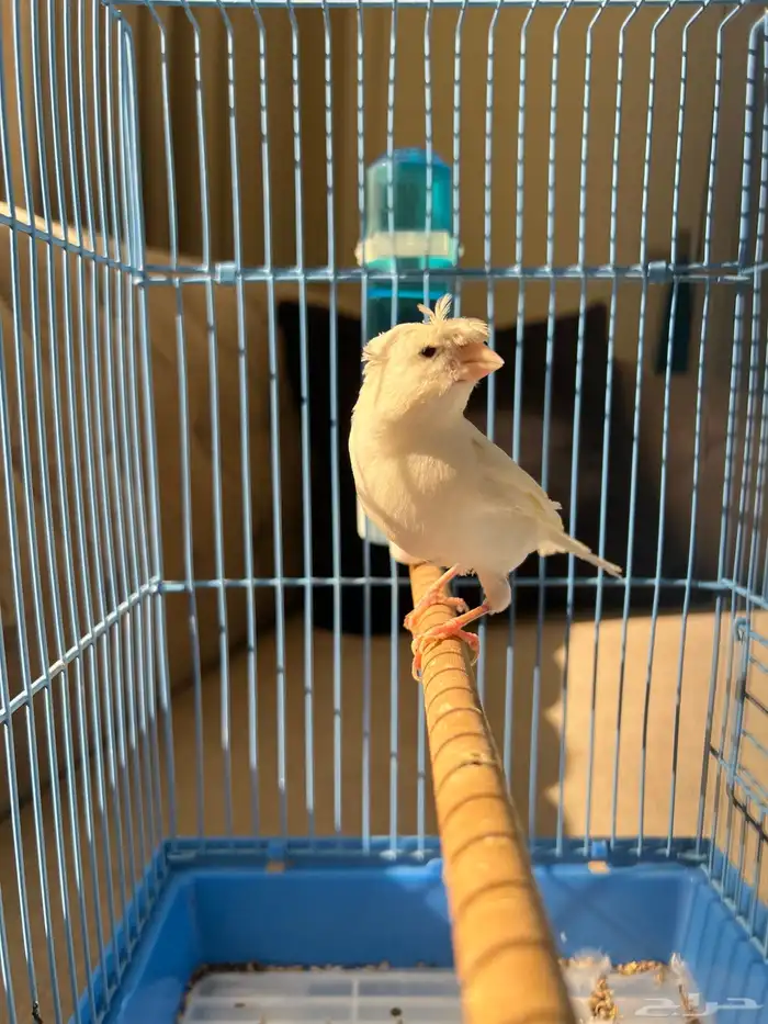 كناري 3