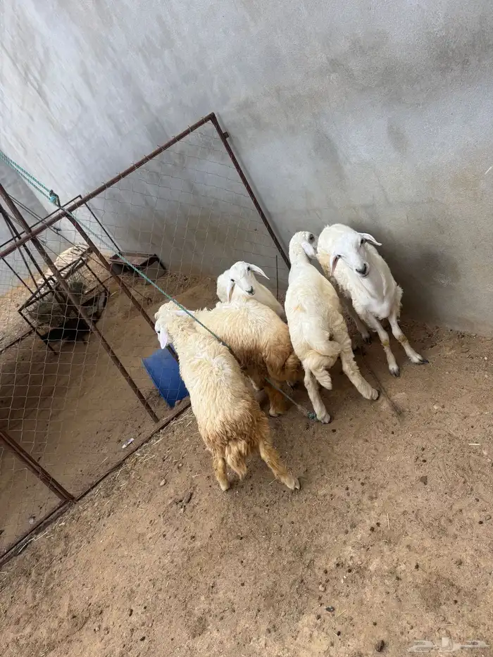 طليان ورخل وثنتين عنقان 3