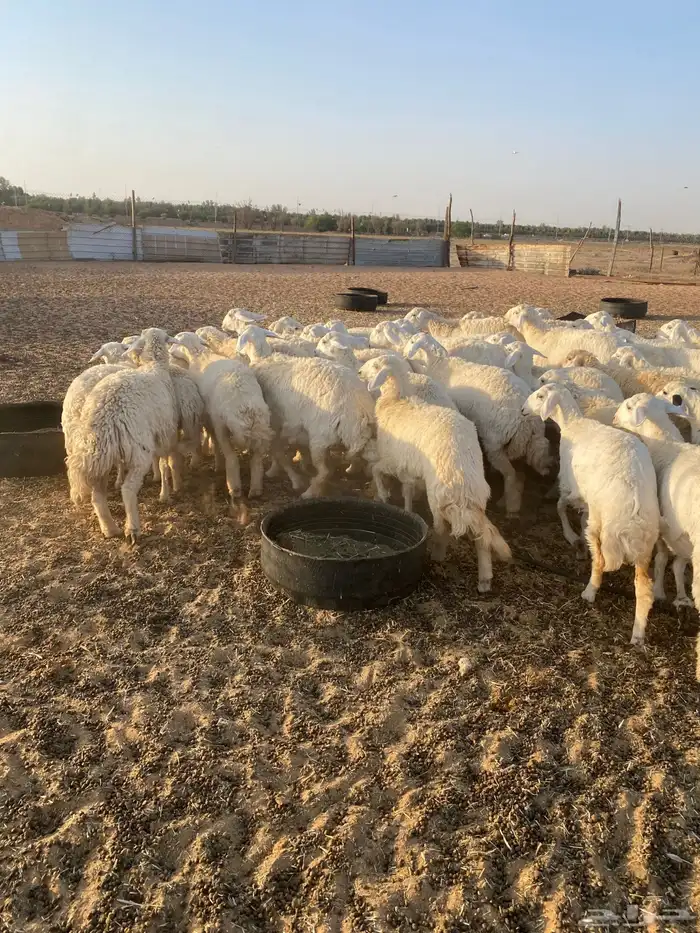 لبيع حريات رخال 3