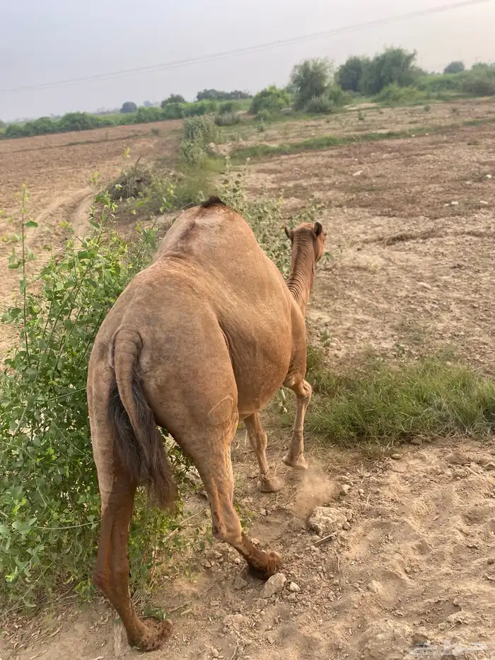 اعرض لكم ناقه سديس جنبه 3