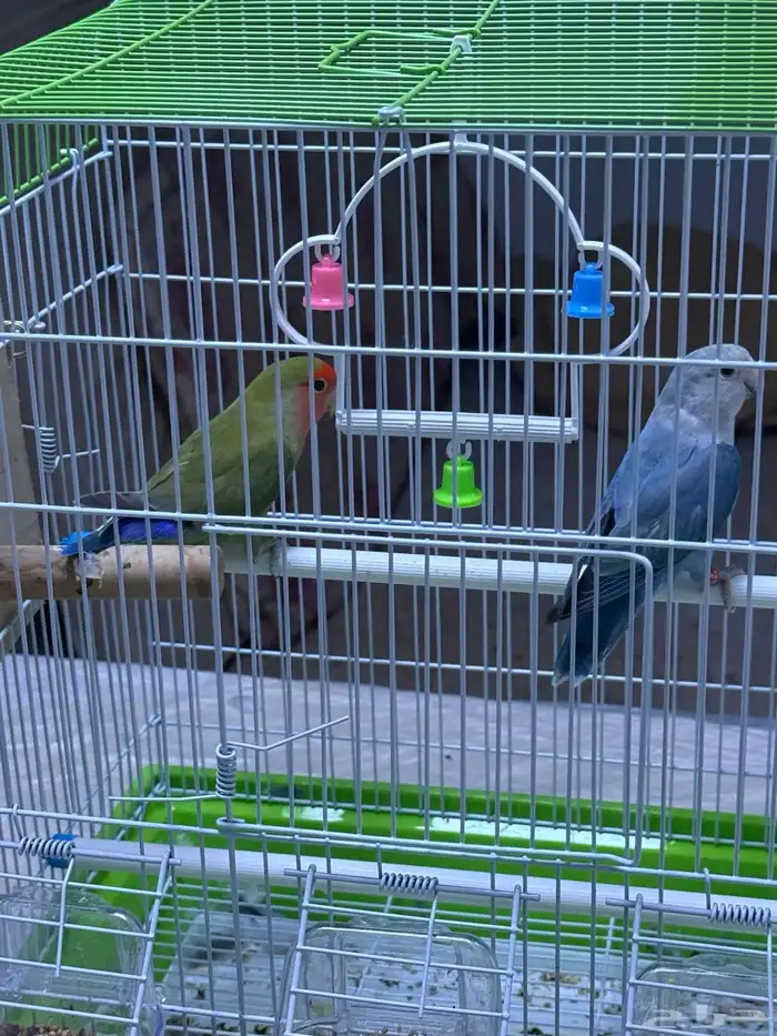 للبيع جوز روز ذكر وأنثى بمدينة الملك خالد العسكرية 1