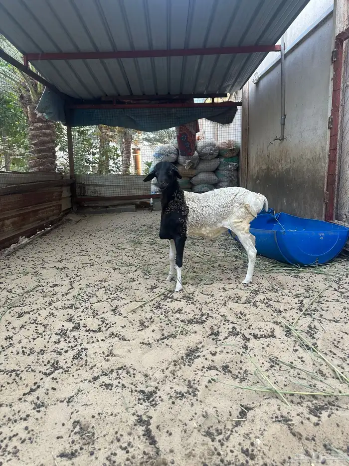 للبيع خرفان بربري دبايح 4
