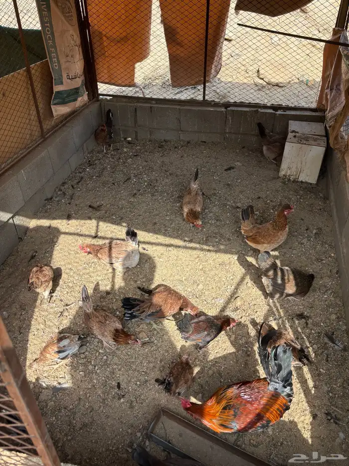 دجاج عربي اصيل منوت مربي 2