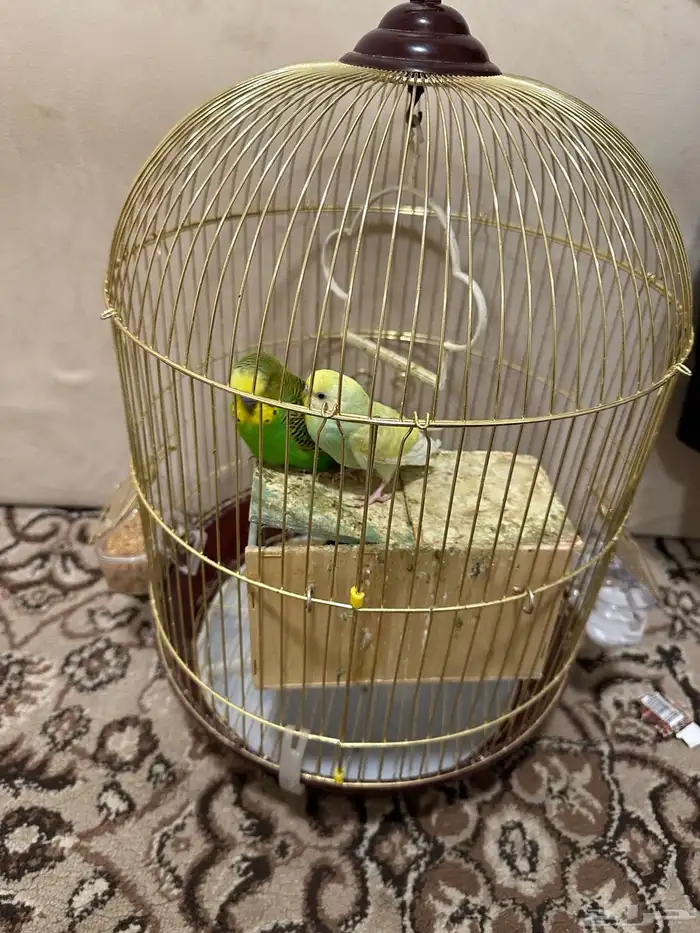 طيور حب 0