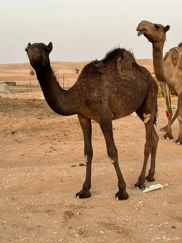 للبيع بكره عمرها 9 شهور 0