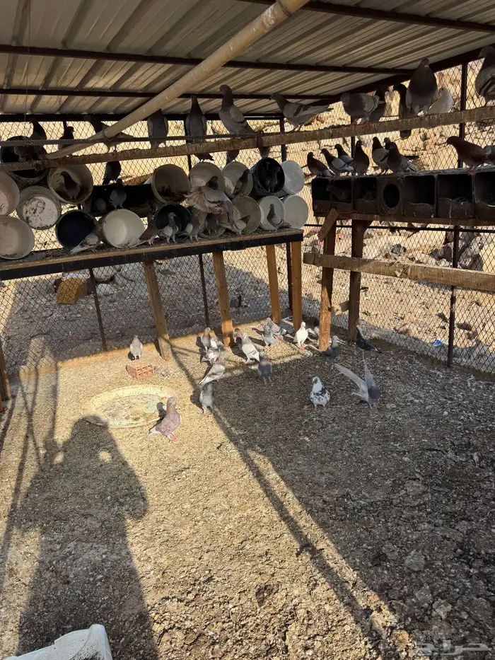 حمام سوبر جامبو وبلدي الحبة ب 7 3