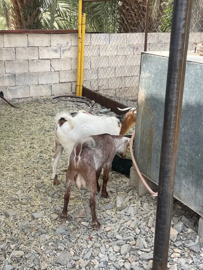 2 تيوس فوق الكفو مشالله حلال بر ونظيف 0