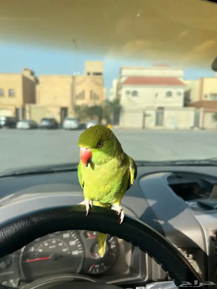 دره اليف مره و يحب الاطفال و متعود و صحته و نظافه شرط 7