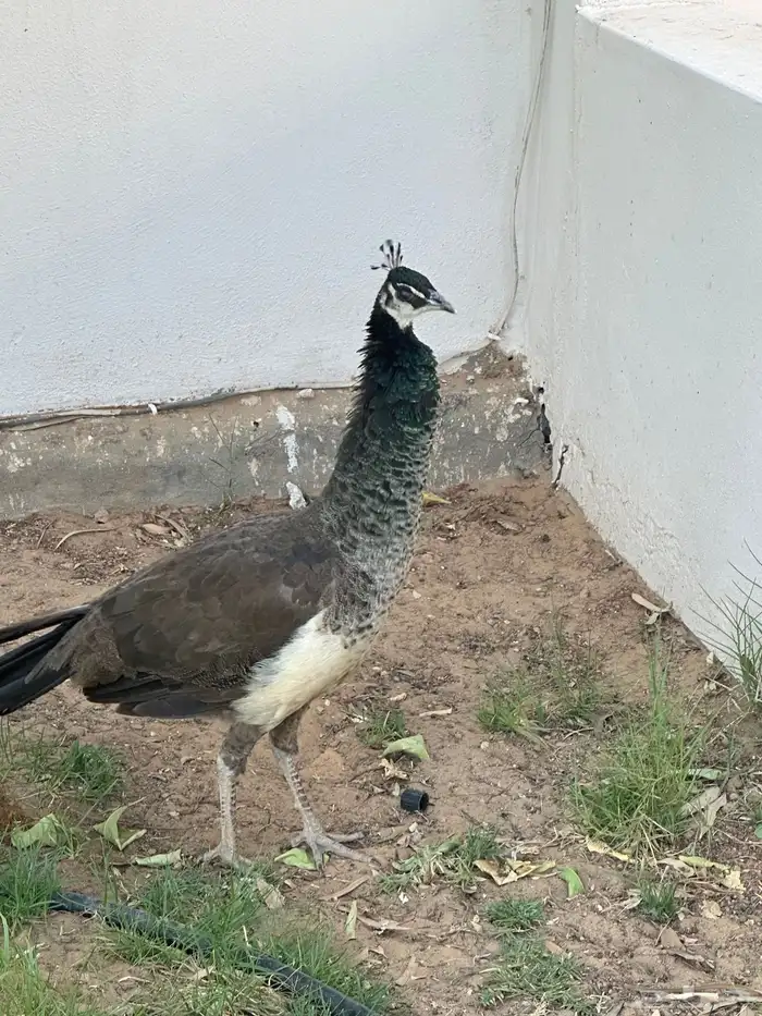 طاووس 3