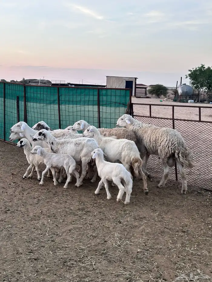 ضان حريه بالفحل 5
