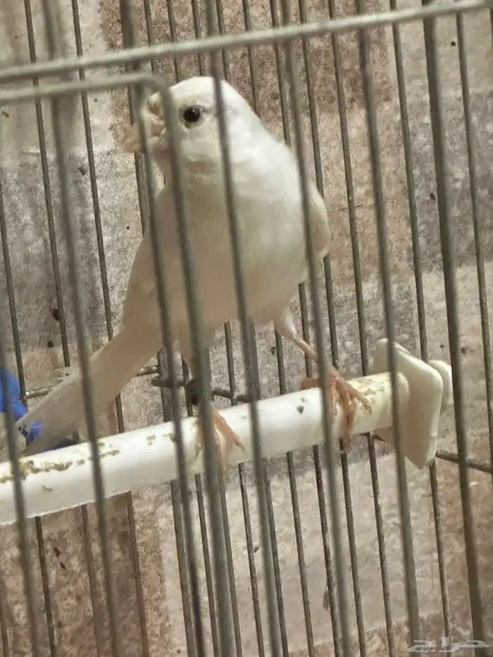 جوز كناري سوري منتج مع فرخين من انتاجي 3