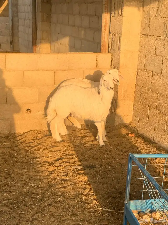 حريات رخال 2