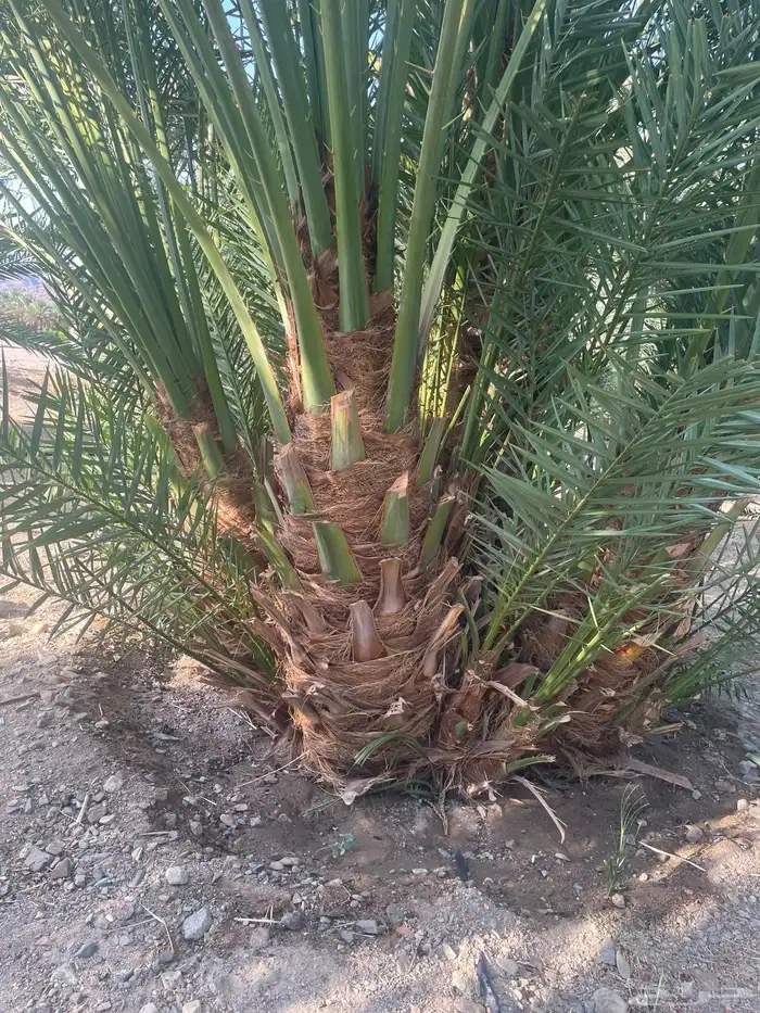 فصائل نخل طالع من العلا إلى تبوك البدع 8