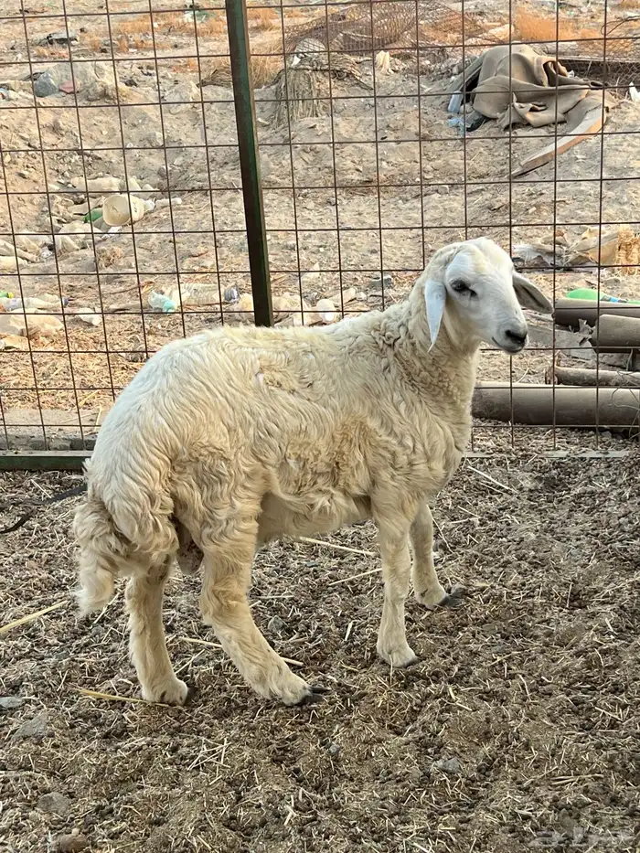 طلى حرى ( تم البيع ) 1