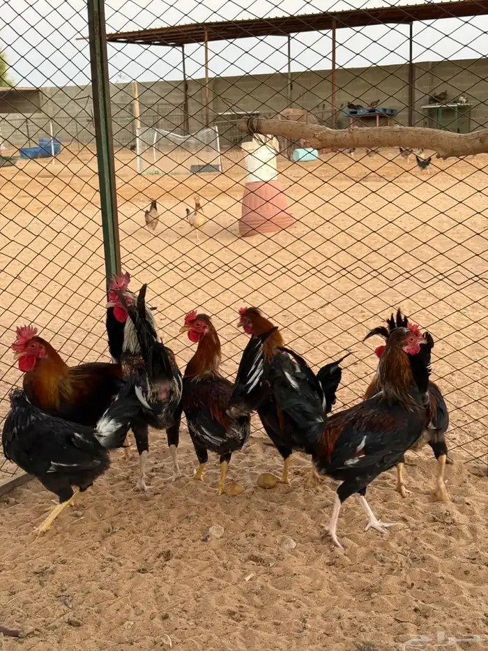 ديوك عربي ابوتاج 10