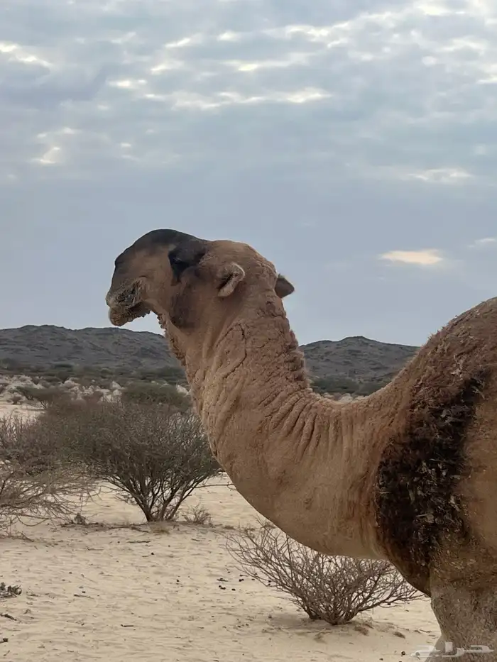 بعير احمر منتج وانتاجه ماجود سنه ناب وشرط من كل العذاريب 2