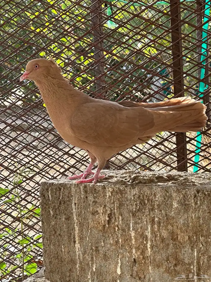 حمام مصري 3 ازواج 11