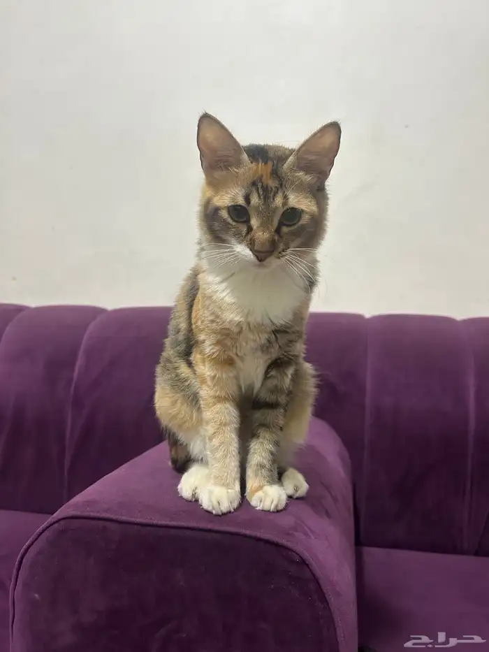 للتبني قطه أنثى العمر تقريبا من 7 أشهر إلى 8 اشهر 9