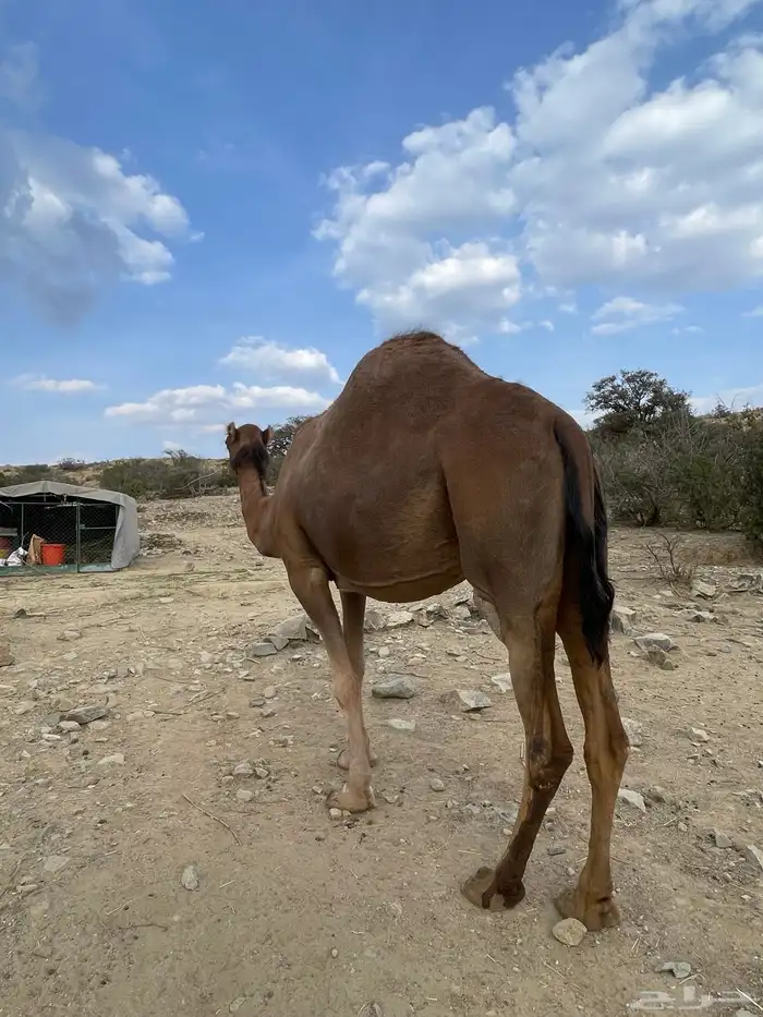 ابل 0