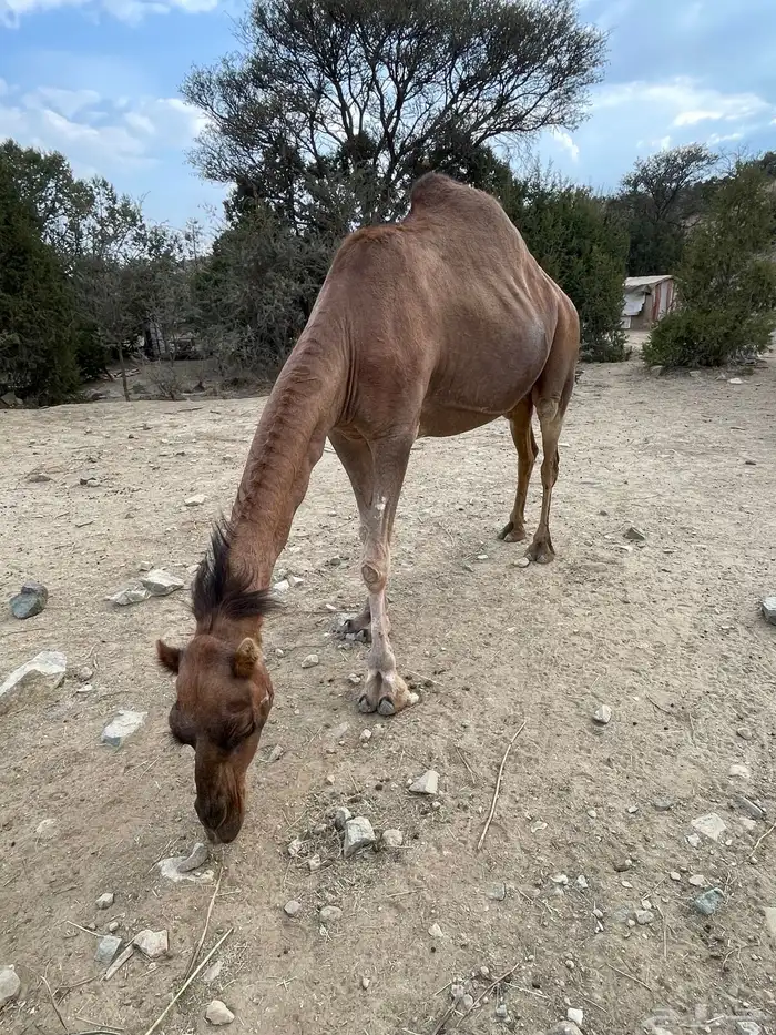 ابل 1