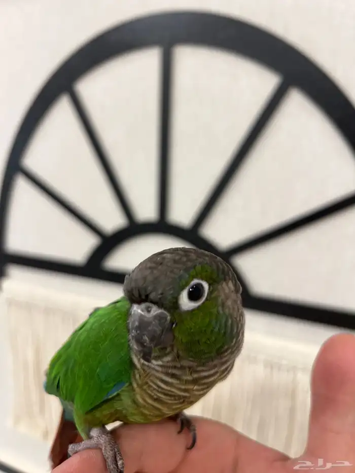 كنيور قرين شيك الليف حمامه هدد متكلم 10-15 كلمه 5