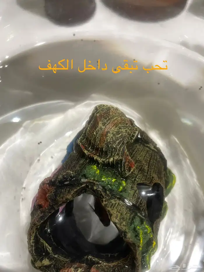 سمكه البيتا 0
