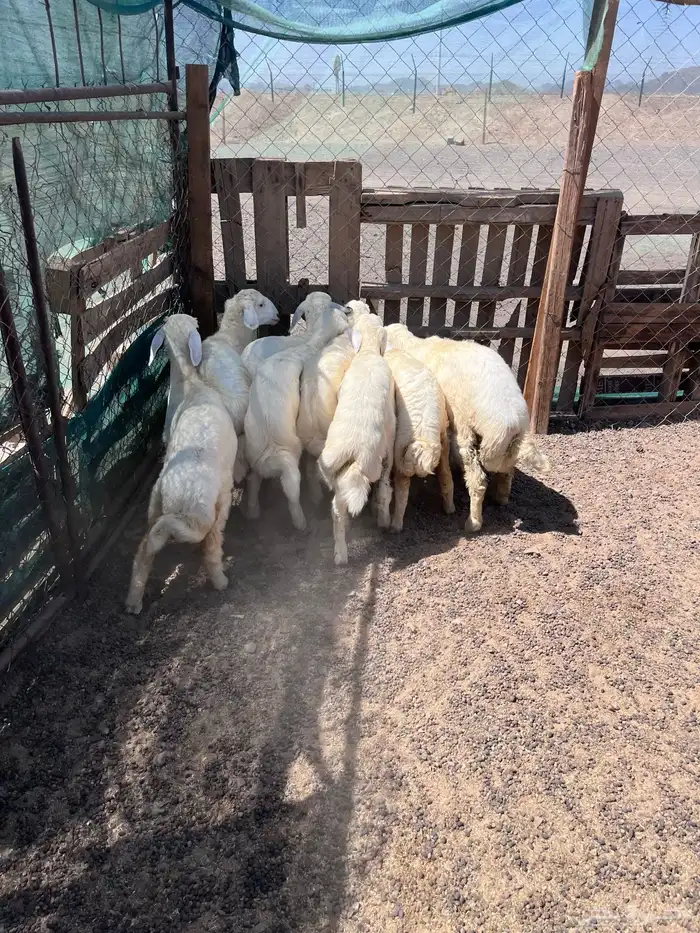 طليان 4