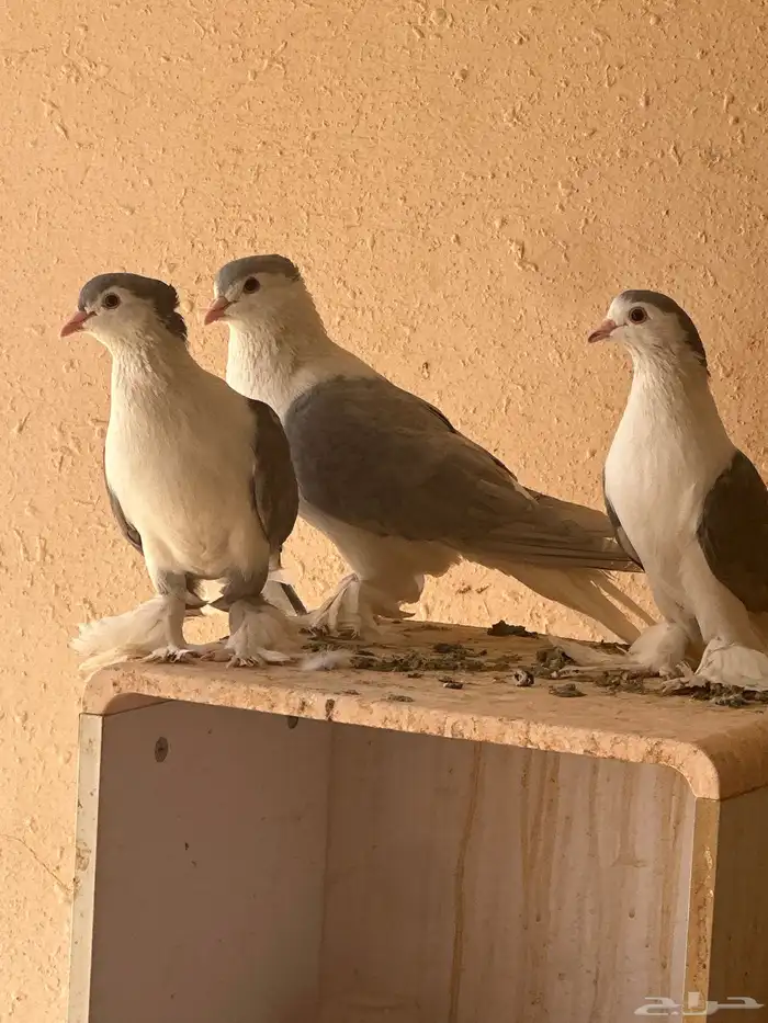 فرخ شيرازي 1