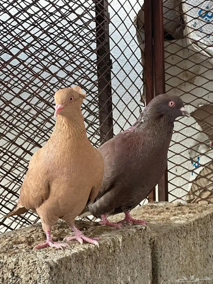 حمام مصري 3 ازواج 9