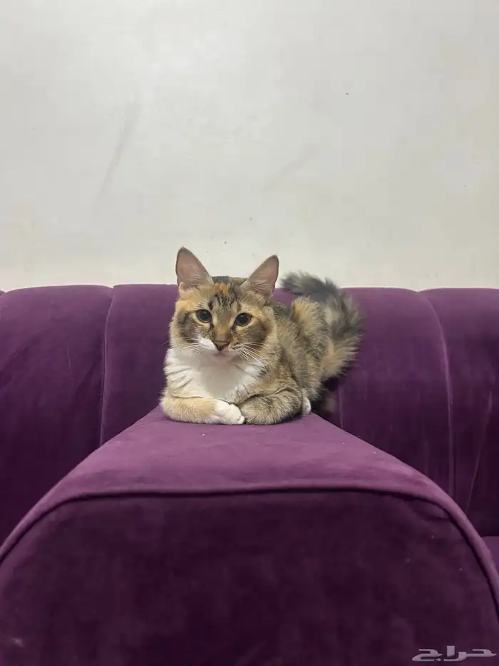 للتبني قطه أنثى العمر تقريبا من 7 أشهر إلى 8 اشهر 13