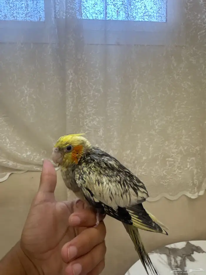 كروان اليف مع كامل ملحقاته عمره شهرين 0