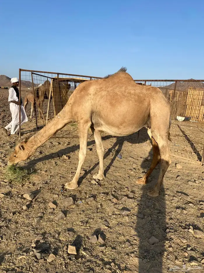لقحات ثنتين حمر طيبات وحده ملاقي الحد من5600تمم البيع 6