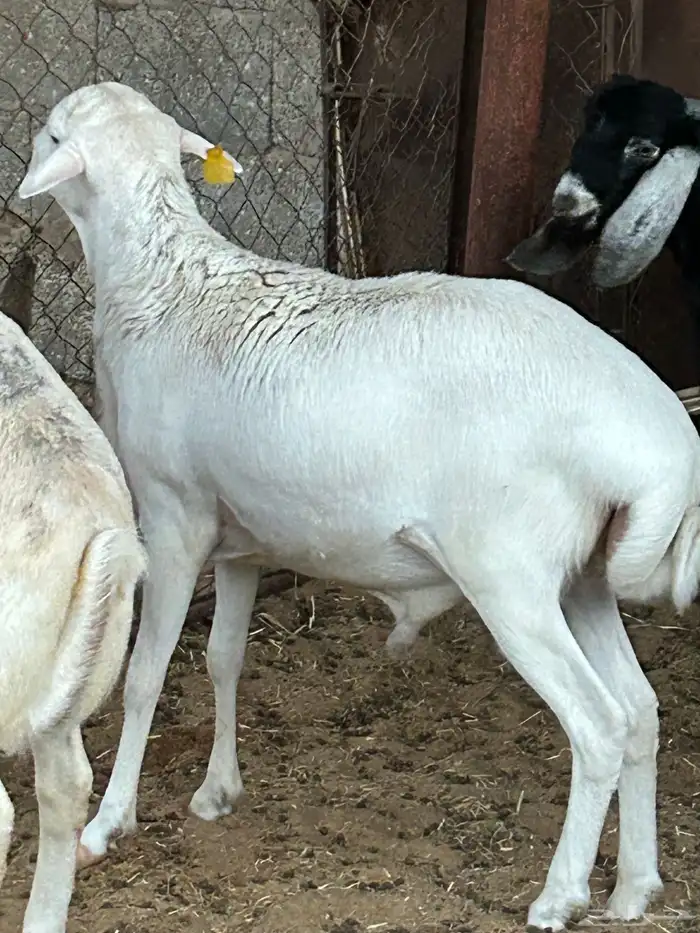 خرفان رفيدي طيبة جدآ 1