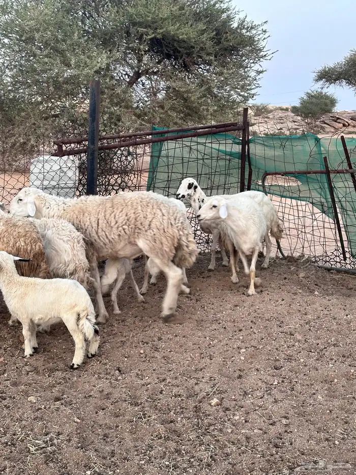ضان حريه بالفحل 11