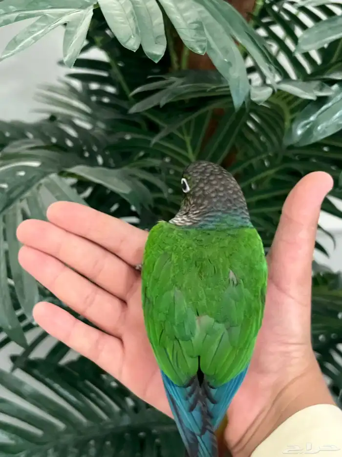 كنيور قرين شيك الليف حمامه هدد متكلم 10-15 كلمه 3