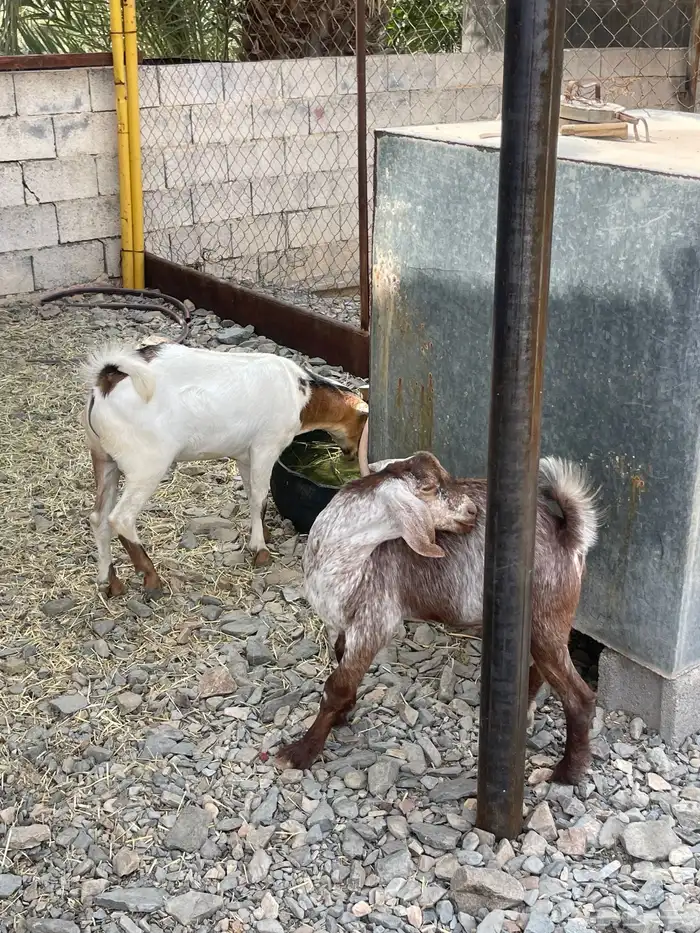 2 تيوس فوق الكفو مشالله حلال بر ونظيف 1