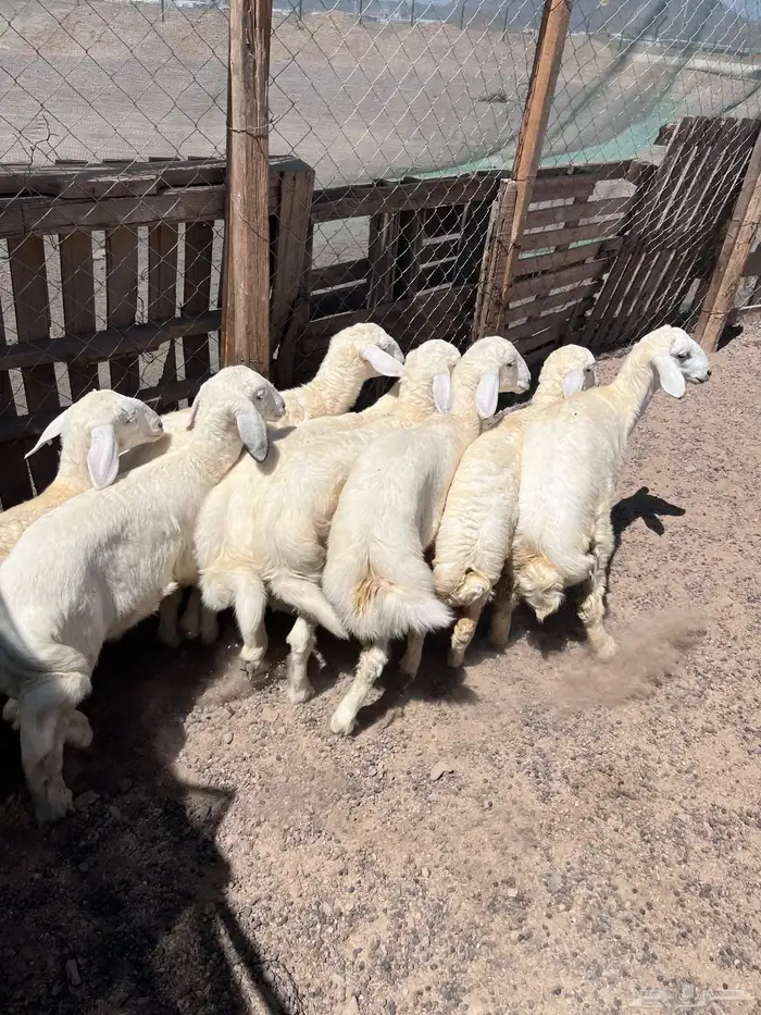 طليان 0
