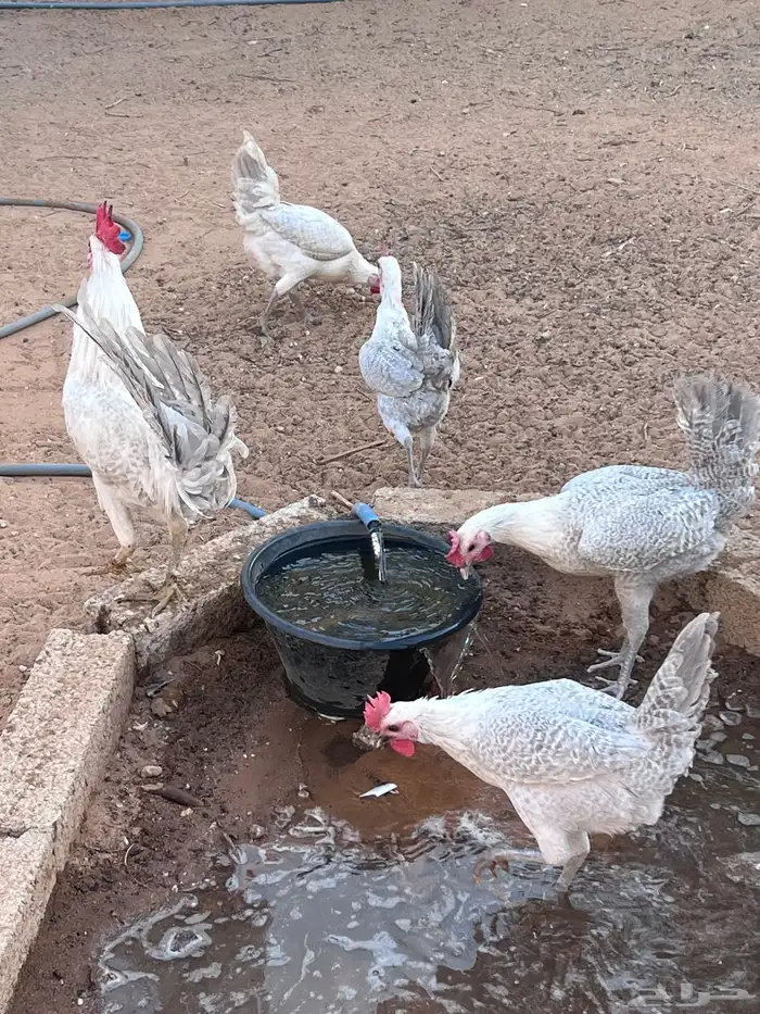 بيض فيرمي المنيوم 2