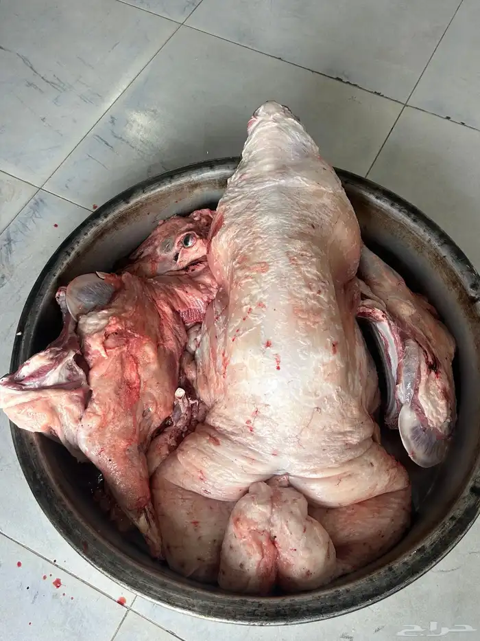 نعيم جبر فاخر وهرافي وحريات ثلاجه كفو 5