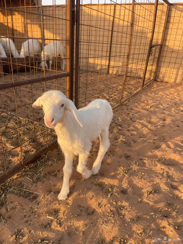 داغور حري تم البيع الله يبارك له 1